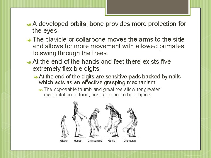  A developed orbital bone provides more protection for the eyes The clavicle or