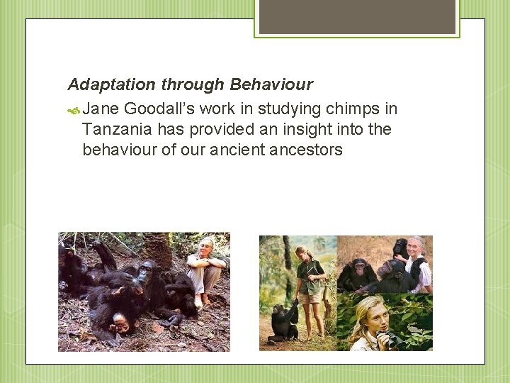 Adaptation through Behaviour Jane Goodall’s work in studying chimps in Tanzania has provided an