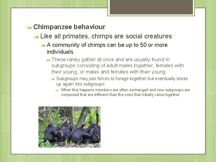  Chimpanzee behaviour Like all primates, chimps are social creatures A community of chimps