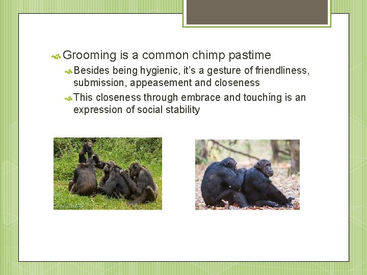  Grooming Besides is a common chimp pastime being hygienic, it’s a gesture of