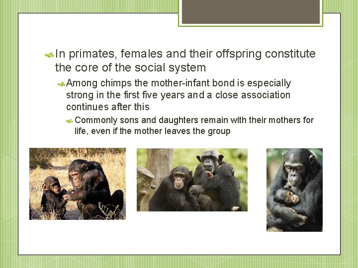  In primates, females and their offspring constitute the core of the social system