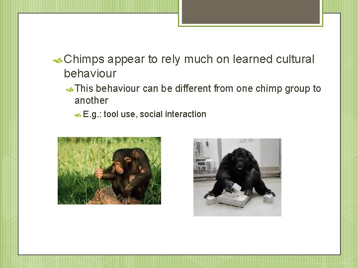  Chimps appear to rely much on learned cultural behaviour This behaviour can be