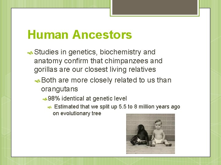 Human Ancestors Studies in genetics, biochemistry and anatomy confirm that chimpanzees and gorillas are