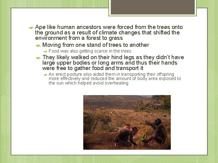  Ape like human ancestors were forced from the trees onto the ground as