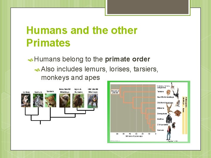 Humans and the other Primates Humans belong to the primate order Also includes lemurs,