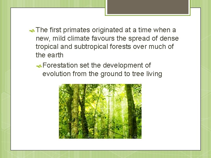  The first primates originated at a time when a new, mild climate favours