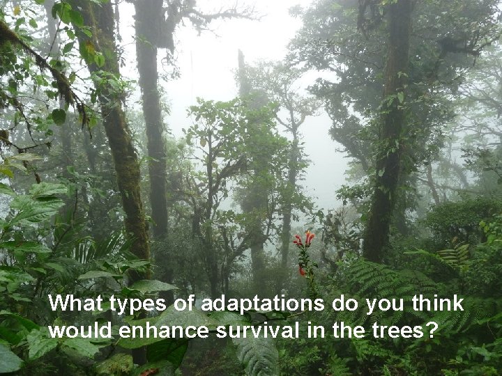 What types of adaptations do you think would enhance survival in the trees? 