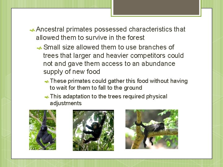  Ancestral primates possessed characteristics that allowed them to survive in the forest Small