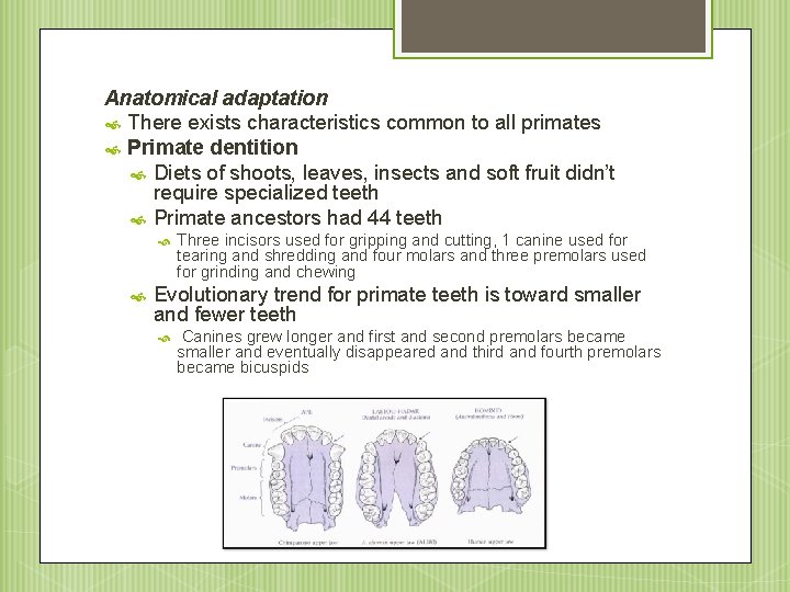 Anatomical adaptation There exists characteristics common to all primates Primate dentition Diets of shoots,