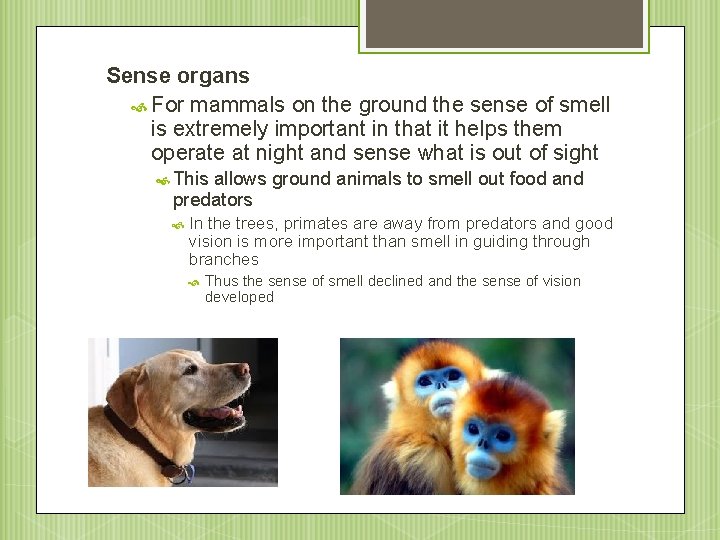 Sense organs For mammals on the ground the sense of smell is extremely important