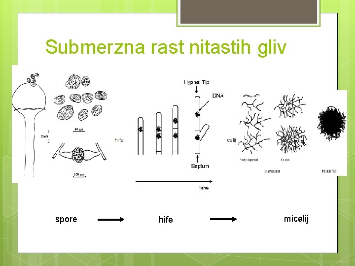 Submerzna rast nitastih gliv spore hife micelij 