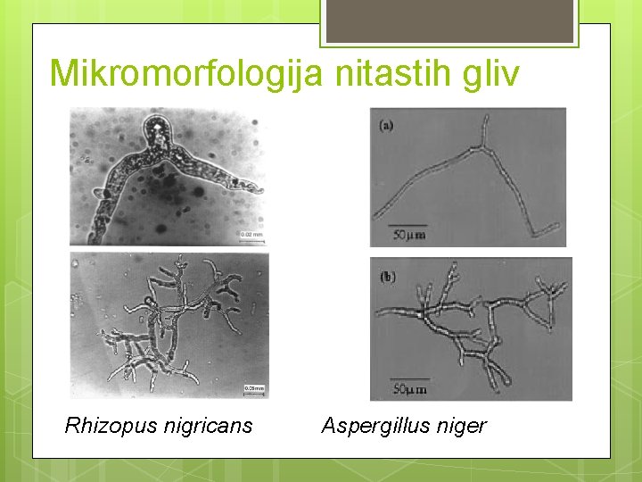 Mikromorfologija nitastih gliv Rhizopus nigricans Aspergillus niger 