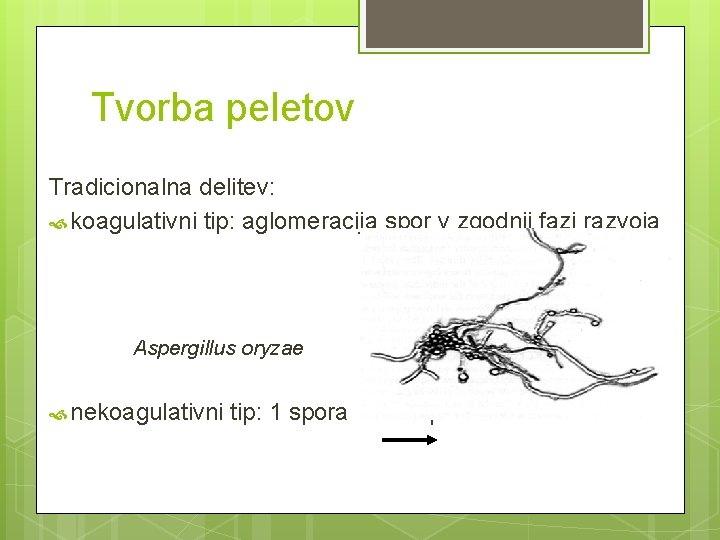 Tvorba peletov Tradicionalna delitev: koagulativni tip: aglomeracija spor v zgodnji fazi razvoja Aspergillus oryzae