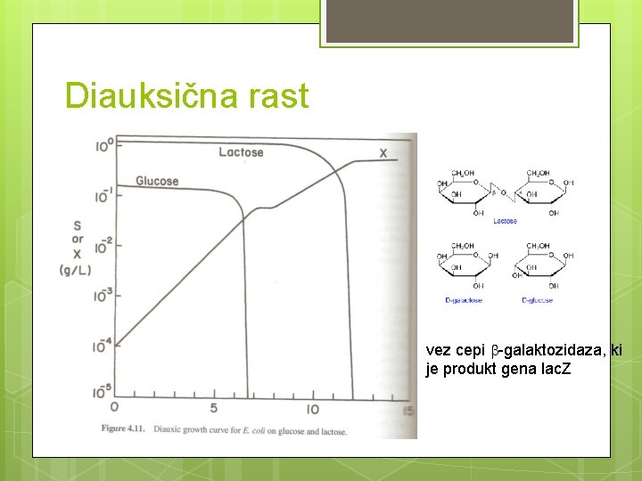 Diauksična rast vez cepi -galaktozidaza, ki je produkt gena lac. Z 