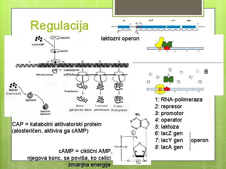Regulacija A laktozni operon B CAP = katabolni aktivatorski protein (alosteričen, aktivira ga c.