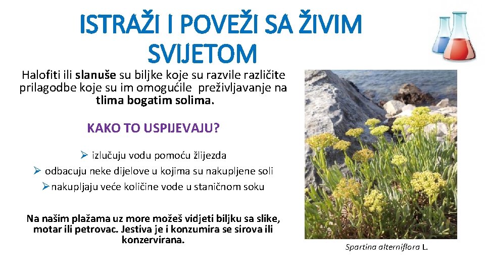 ISTRAŽI I POVEŽI SA ŽIVIM SVIJETOM Halofiti ili slanuše su biljke koje su razvile