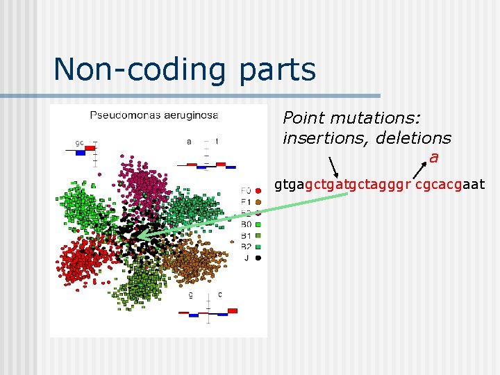 Non-coding parts Point mutations: insertions, deletions a gtgagctgatgctagggr cgcacgaat 
