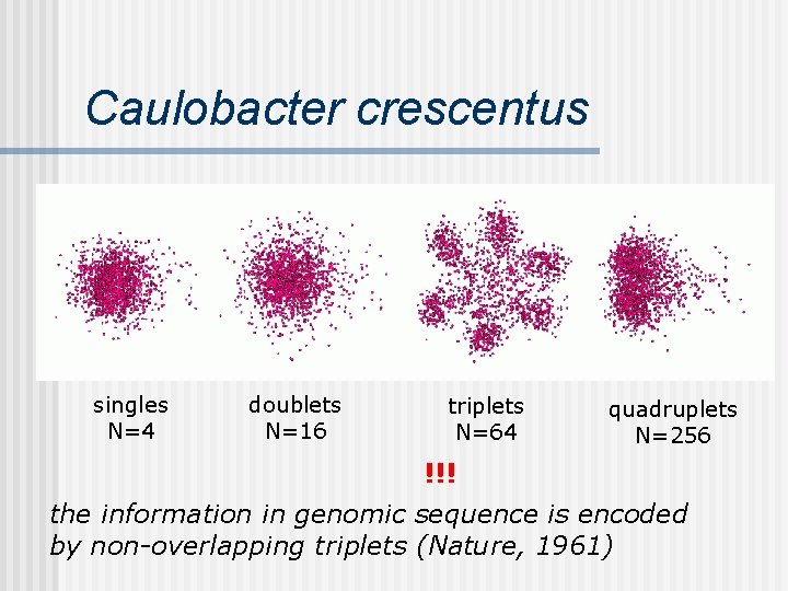 Caulobacter crescentus singles N=4 doublets N=16 triplets N=64 quadruplets N=256 !!! the information in