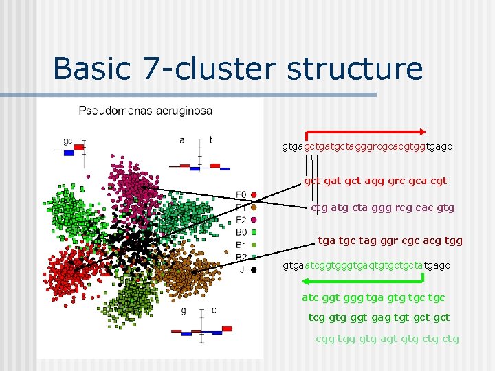 Basic 7 -cluster structure gtgagctgatgctagggrcgcacgtggtgagc gct gat gct agg grc gca cgt ctg atg