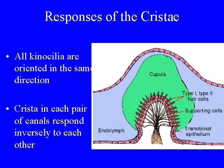 Responses of the Cristae • All kinocilia are oriented in the same direction •