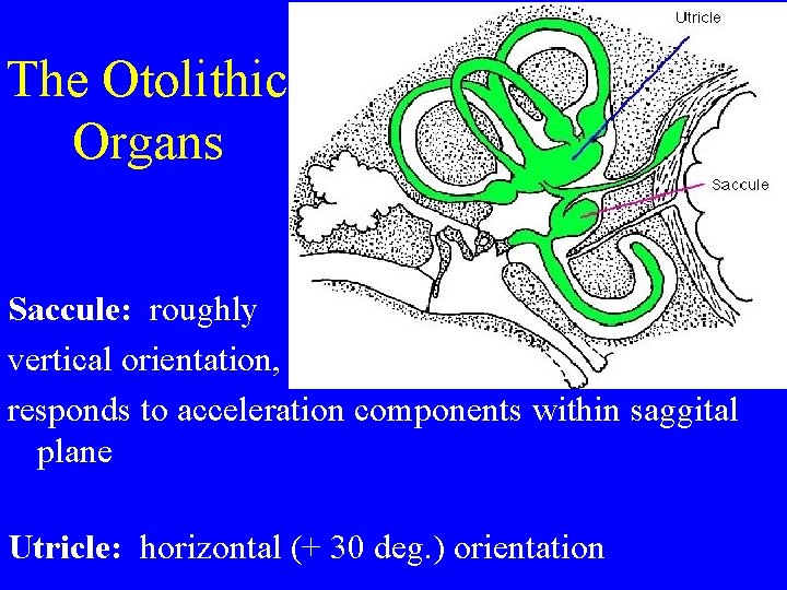 The Otolithic Organs Saccule: roughly vertical orientation, responds to acceleration components within saggital plane