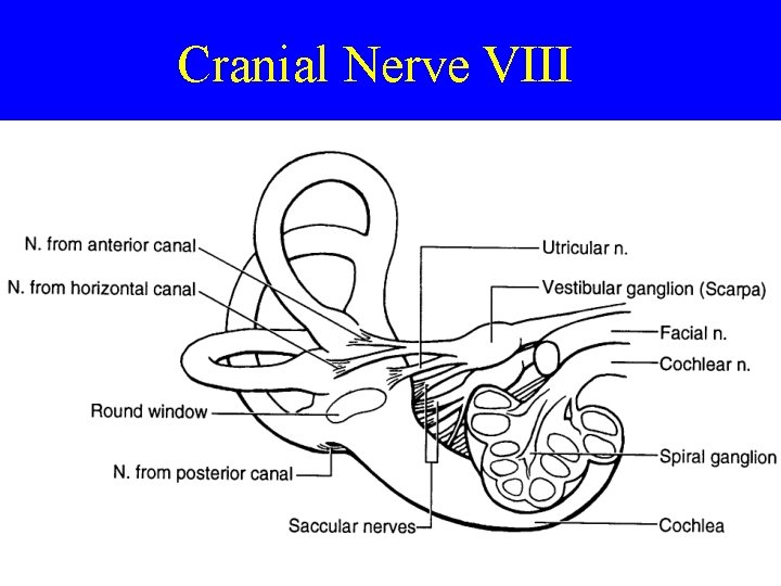 Cranial Nerve VIII 