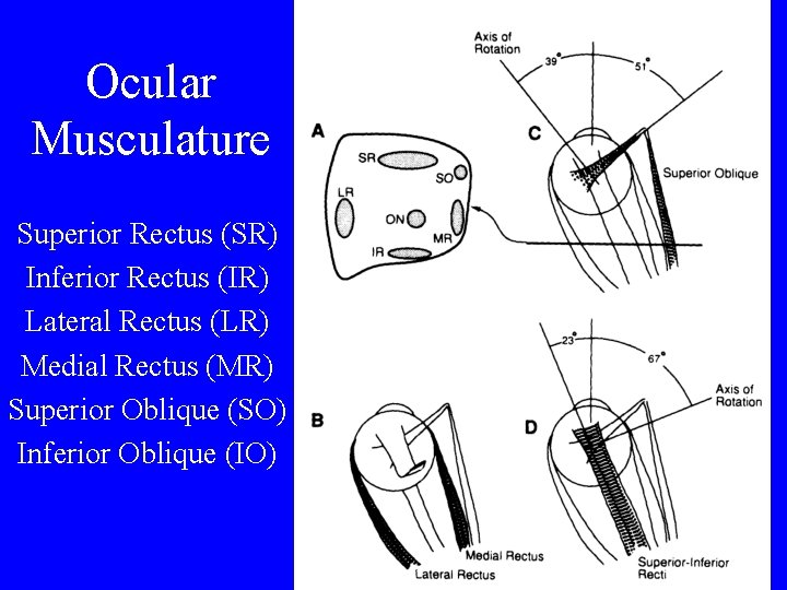 Ocular Musculature Superior Rectus (SR) Inferior Rectus (IR) Lateral Rectus (LR) Medial Rectus (MR)
