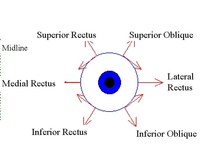 Superior Rectus Superior Oblique Midline Medial Rectus Inferior Rectus Lateral Rectus Inferior Oblique 