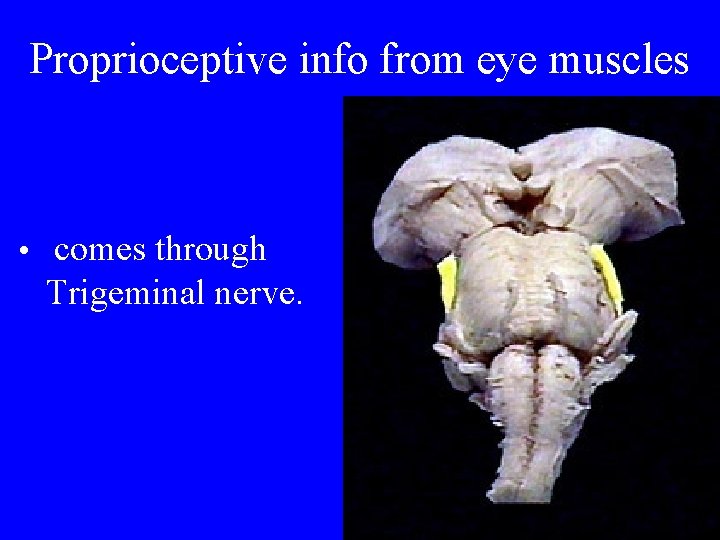 Proprioceptive info from eye muscles • comes through Trigeminal nerve. 