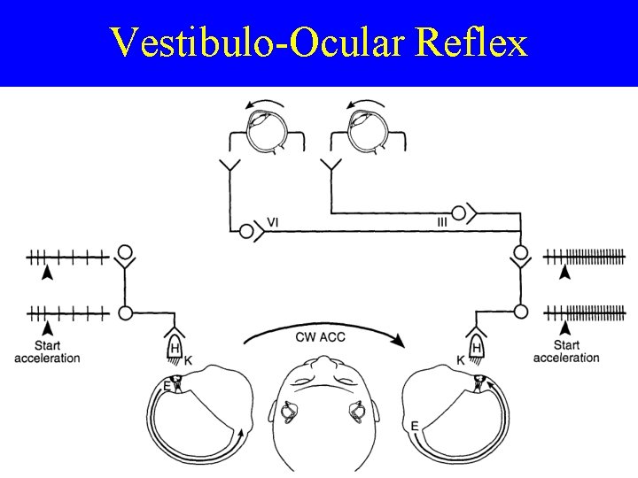 Vestibulo-Ocular Reflex 