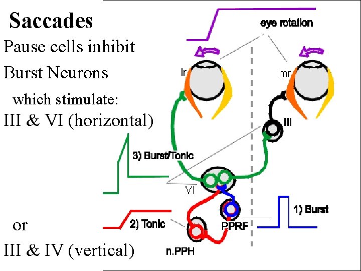 Saccades Pause cells inhibit Burst Neurons which stimulate: III & VI (horizontal) or III