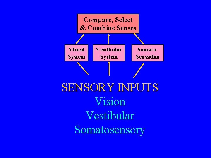 Compare, Select & Combine Senses Visual System Vestibular System Somato. Sensation SENSORY INPUTS Vision