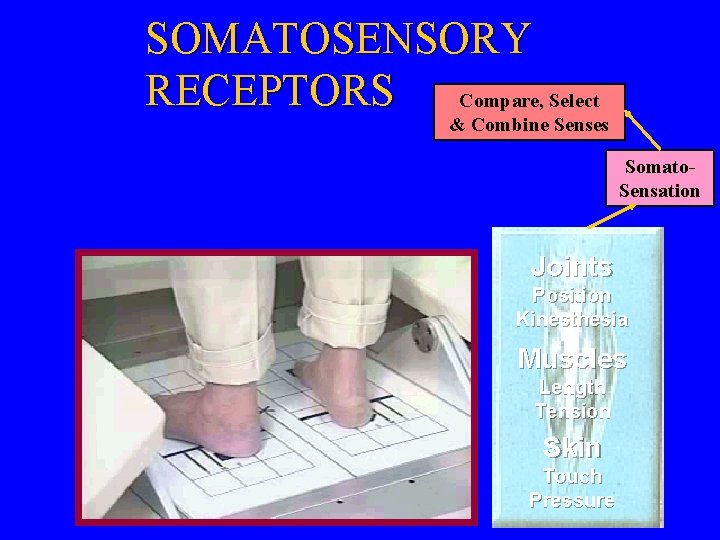 SOMATOSENSORY RECEPTORS Compare, Select & Combine Senses Somato. Sensation Joints Position Kinesthesia Muscles Length