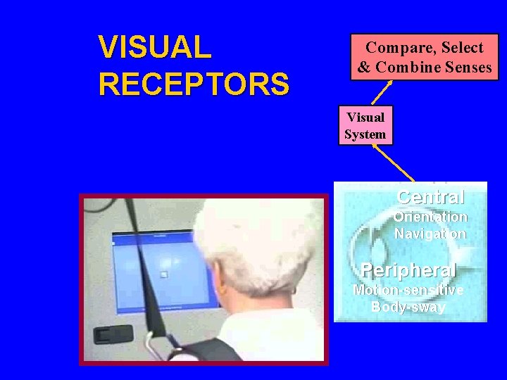 VISUAL RECEPTORS Compare, Select & Combine Senses Visual System Central Orientation Navigation Peripheral Motion-sensitive