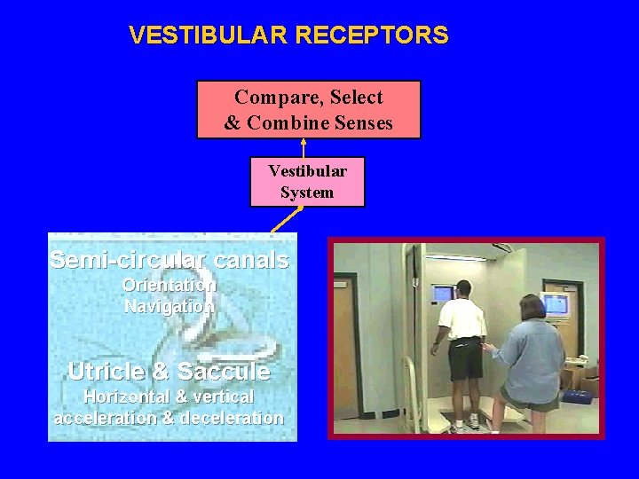 VESTIBULAR RECEPTORS Compare, Select & Combine Senses Vestibular System Semi-circular canals Orientation Navigation Utricle