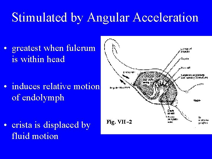 Stimulated by Angular Acceleration • greatest when fulcrum is within head • induces relative