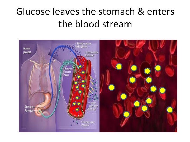 Glucose leaves the stomach & enters the blood stream 