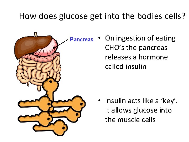 How does glucose get into the bodies cells? Pancreas • On ingestion of eating