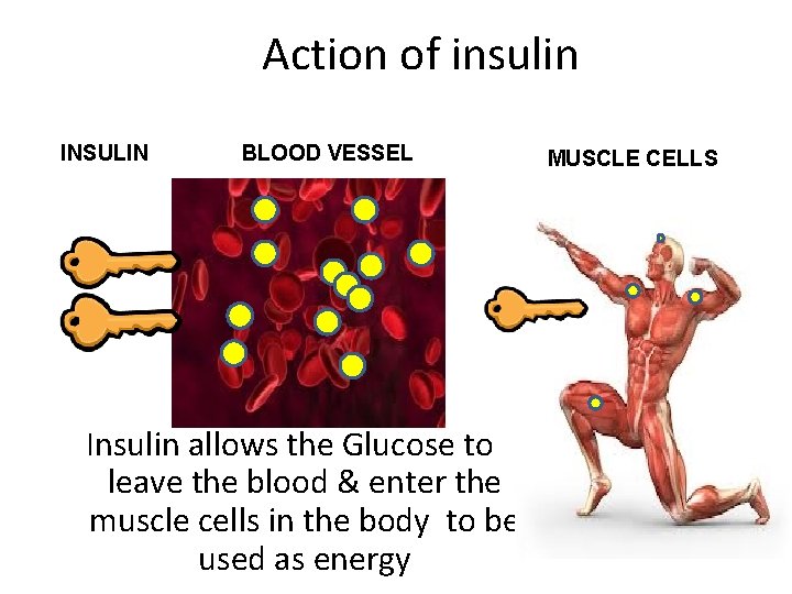 Action of insulin INSULIN BLOOD VESSEL Insulin allows the Glucose to leave the blood