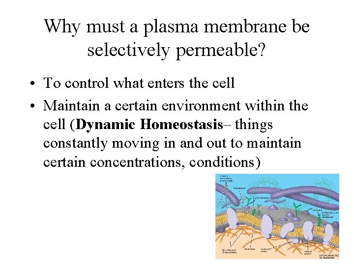 Why must a plasma membrane be selectively permeable? • To control what enters the