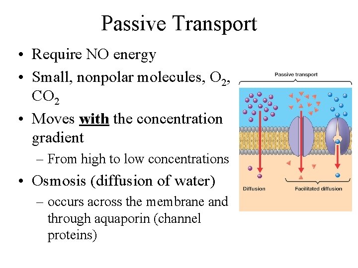 Passive Transport • Require NO energy • Small, nonpolar molecules, O 2, CO 2