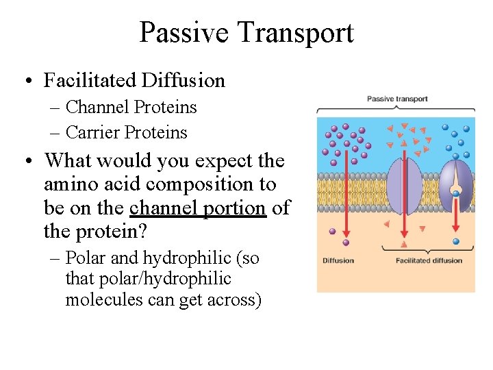 Passive Transport • Facilitated Diffusion – Channel Proteins – Carrier Proteins • What would