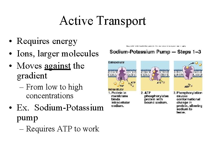 Active Transport • Requires energy • Ions, larger molecules • Moves against the gradient