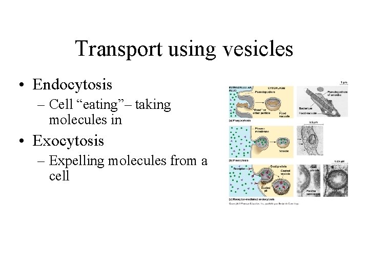 Transport using vesicles • Endocytosis – Cell “eating”– taking molecules in • Exocytosis –