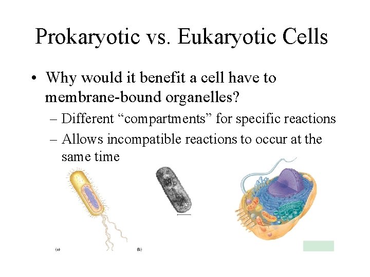 Prokaryotic vs. Eukaryotic Cells • Why would it benefit a cell have to membrane-bound