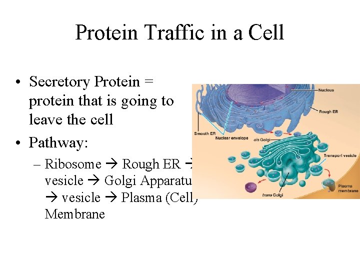 Protein Traffic in a Cell • Secretory Protein = protein that is going to