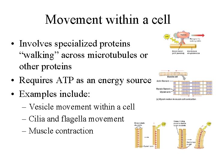 Movement within a cell • Involves specialized proteins “walking” across microtubules or other proteins