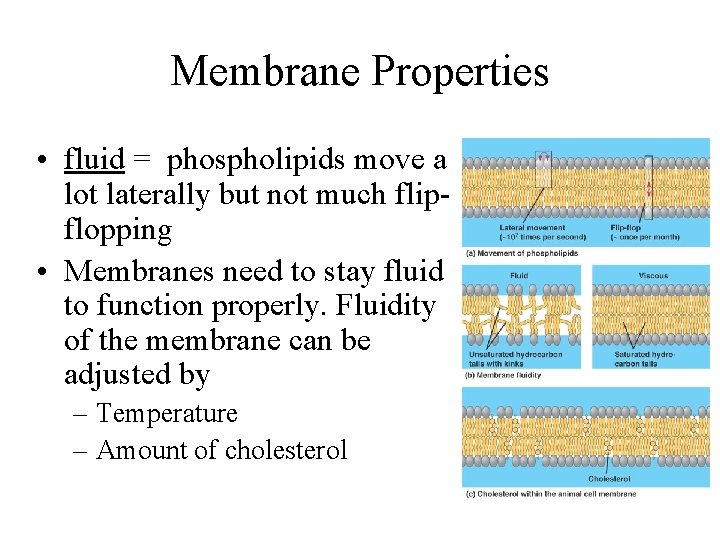 Membrane Properties • fluid = phospholipids move a lot laterally but not much flipflopping