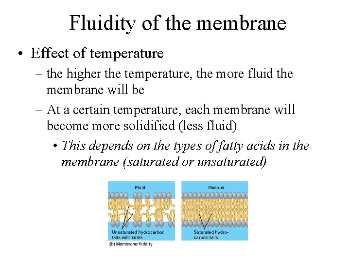 Fluidity of the membrane • Effect of temperature – the higher the temperature, the