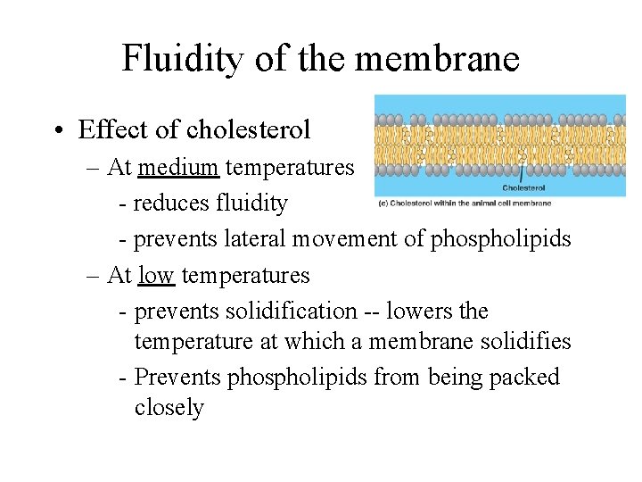 Fluidity of the membrane • Effect of cholesterol – At medium temperatures - reduces